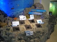 海洋寶藏展區介紹豐富多樣的珊瑚與骨骼標本 海洋寶藏展區介紹豐富多樣的珊瑚與骨骼標本