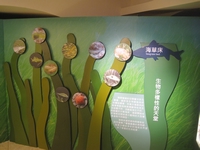 海草床展區以翻翻板設計認識海草床生物 海草床展區以翻翻板設計認識海草床生物