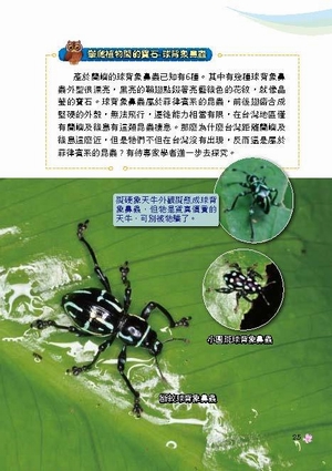 秘境蘭嶼一書之內頁 秘境蘭嶼一書之內頁