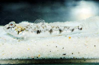 東沙島採集之新種魚類---蜂巢鰕虎屬之ㄧ種(Favonigobius sp.)/江俊廷攝 東沙島採集之新種魚類---蜂巢鰕虎屬之ㄧ種(Favonigobius sp.)/江俊廷攝