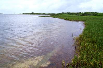 東沙島內潟湖中段沙泥底質淺水域為其採集地/廖震亨攝 東沙島內潟湖中段沙泥底質淺水域為其採集地/廖震亨攝
