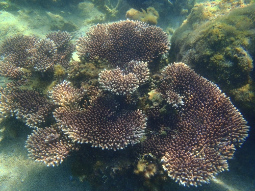 東嶼坪嶼生長良好的桌形軸孔珊瑚 東嶼坪嶼生長良好的桌形軸孔珊瑚