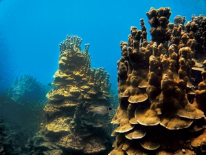 聯合微孔珊瑚 聯合微孔珊瑚