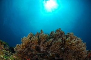 澎湖南方四島海域珊瑚 澎湖南方四島海域珊瑚