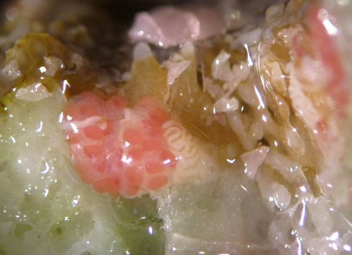 菊珊瑚採樣,可以看見紅白色的精卵團 菊珊瑚採樣,可以看見紅白色的精卵團