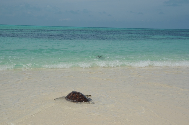 圖三、康復的海龜一抵達海邊,迅速下海,徜徉在大海中。 圖三、康復的海龜一抵達海邊,迅速下海,徜徉在大海中。