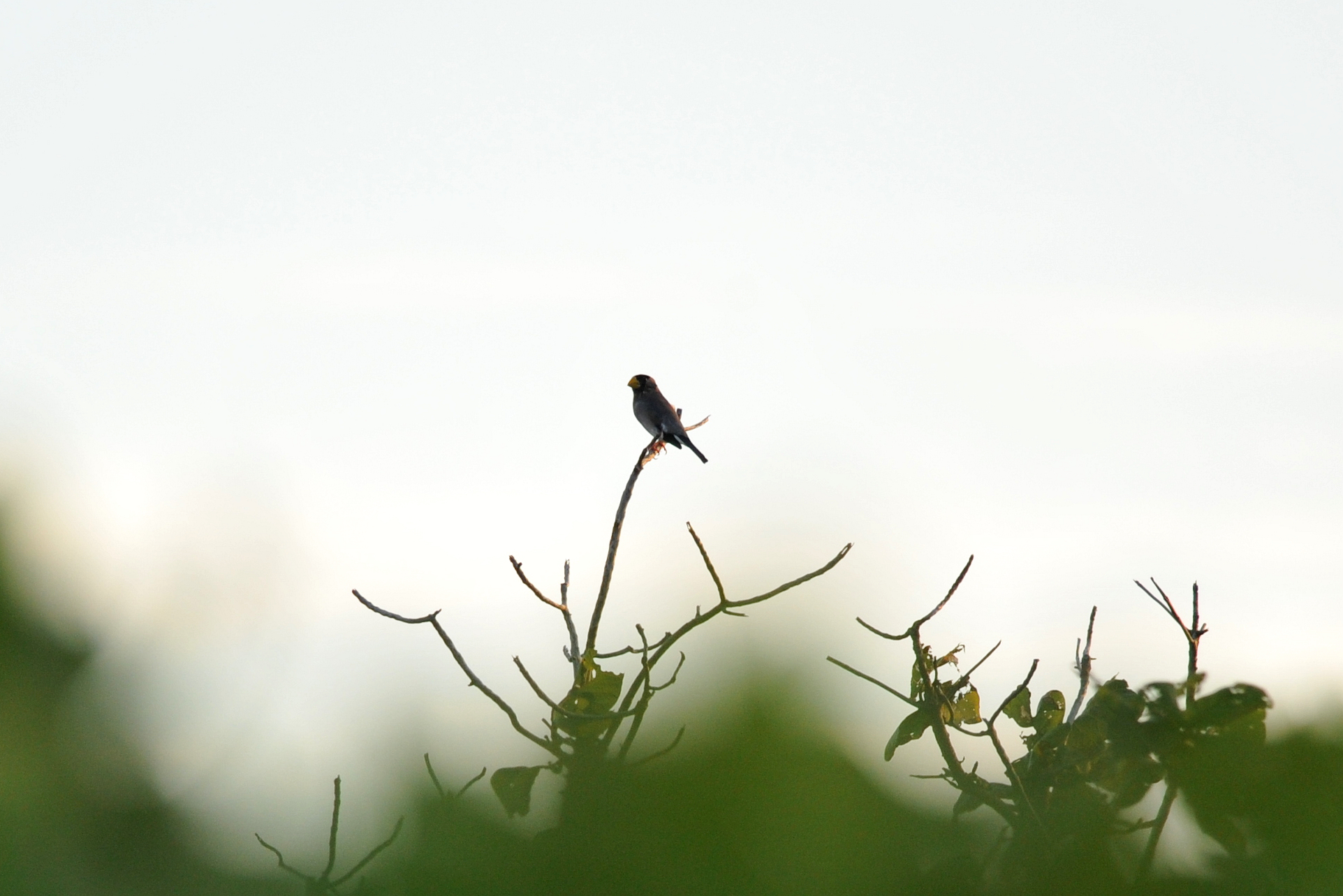 東沙島北岸發現冬季稀有鳥種-桑鳲 東沙島北岸發現冬季稀有鳥種-桑鳲