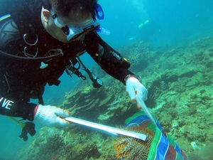 圖1. 活動人員進行棘冠海星移除(海管處提供) 圖1. 活動人員進行棘冠海星移除(海管處提供)