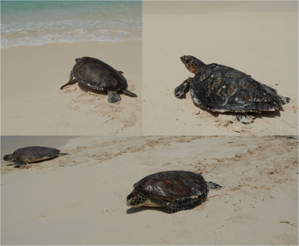 圖二、救援海龜,在潔白沙灘上,嗅著大海的氣息,在大家的祝福下,奮力爬下沙灘,投入大海的懷抱。 圖二、救援海龜,在潔白沙灘上,嗅著大海的氣息,在大家的祝福下,奮力爬下沙灘,投入大海的懷抱。