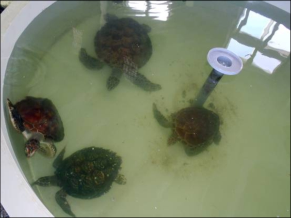 圖片3海龜復原池中的3隻綠蠵龜與1隻玳瑁 圖片3海龜復原池中的3隻綠蠵龜與1隻玳瑁