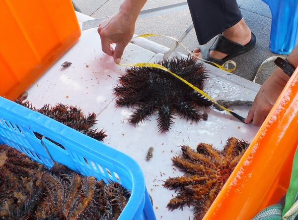 圖3. 研究人員量測棘冠海星的體長、腕足數等基礎生長資料(海管處提供) 圖3. 研究人員量測棘冠海星的體長、腕足數等基礎生長資料(海管處提供)