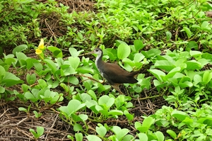 唯一在東沙島有繁殖紀錄的白腹秧雞(海管處洪登富攝) 唯一在東沙島有繁殖紀錄的白腹秧雞(海管處洪登富攝)