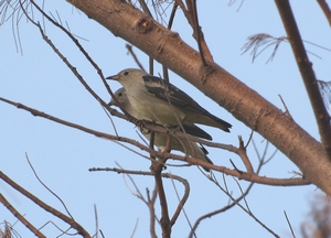 在台灣極為稀有之北椋鳥,在東沙島有穩定之過境族群(高雄鳥會提供) 在台灣極為稀有之北椋鳥,在東沙島有穩定之過境族群(高雄鳥會提供)