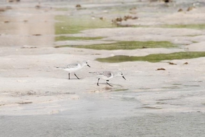 大陸崇明島足旗(上黑下白)的三趾濱鷸(高雄鳥會提供) 大陸崇明島足旗(上黑下白)的三趾濱鷸(高雄鳥會提供)