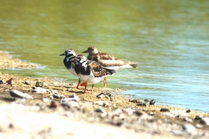 在東沙發現繫有代表東南澳足旗(上橘)的翻石鷸(高雄鳥會提供) 在東沙發現繫有代表東南澳足旗(上橘)的翻石鷸(高雄鳥會提供)