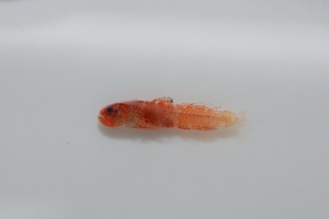 圖一、全世界最小的珊瑚礁底棲魚類-正小磨鰕虎/陳義雄攝 圖一、全世界最小的珊瑚礁底棲魚類-正小磨鰕虎/陳義雄攝