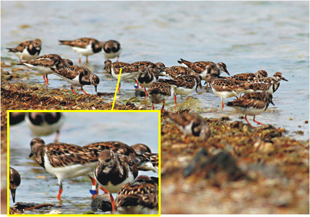 翻石鷸為東沙島最大的鳥類族群。可有注意到中間有一隻繫有代表東沙島足旗(上白下藍,藍旗削斜角)?(高雄鳥會提供) 翻石鷸為東沙島最大的鳥類族群。可有注意到中間有一隻繫有代表東沙島足旗(上白下藍,藍旗削斜角)?(高雄鳥會提供)