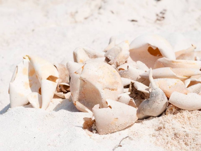 圖六、經海洋大學程一駿教授研判小海龜已經孵化出來。 圖六、經海洋大學程一駿教授研判小海龜已經孵化出來。