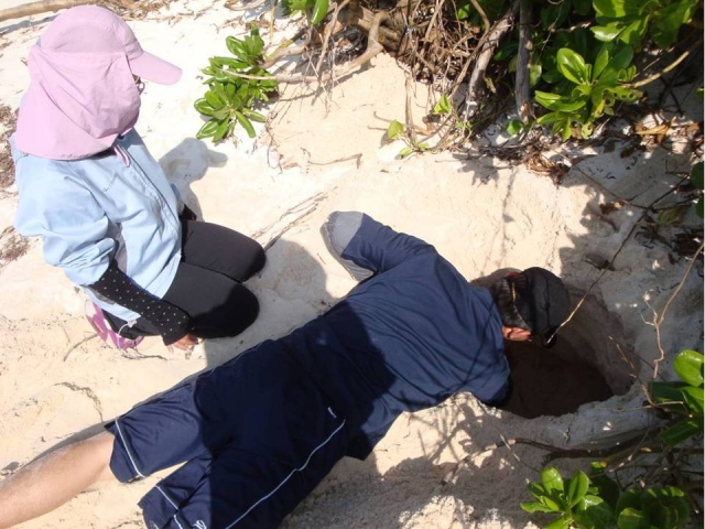 圖五、最後挖掘到卵窩深度70公分並研判已無龜卵。 圖五、最後挖掘到卵窩深度70公分並研判已無龜卵。