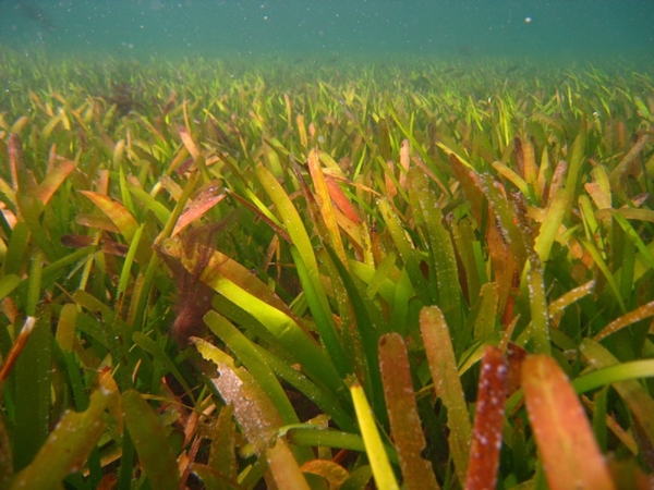圖、東沙島的海草床上有許多新物種等待挖掘/陳慧如攝 圖、東沙島的海草床上有許多新物種等待挖掘/陳慧如攝