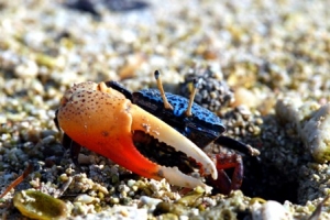 圖四:體色豔麗的四角招潮蟹是東沙數量最優勢的招潮蟹 圖四:體色豔麗的四角招潮蟹是東沙數量最優勢的招潮蟹