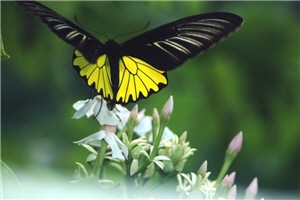 會飛的珍珠-珠光鳳蝶為蘭嶼島上保育類的動物(永續) 會飛的珍珠-珠光鳳蝶為蘭嶼島上保育類的動物(永續)