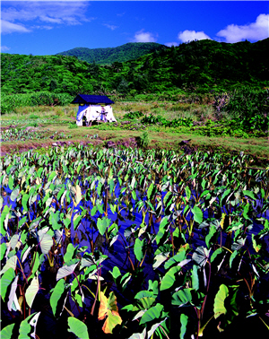水芋是生活主食也是舉行祭典中重要的祭祀品 水芋是生活主食也是舉行祭典中重要的祭祀品
