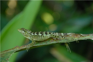 斯文豪氏攀蜥(永續) 斯文豪氏攀蜥(永續)