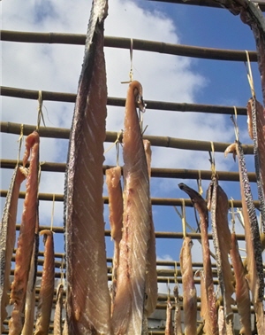 豐收時漁獲會掛滿飛魚架 豐收時漁獲會掛滿飛魚架