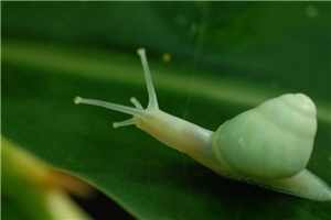 蘭嶼光澤蝸牛素有蘭嶼最純潔生命的動物之稱(永續) 蘭嶼光澤蝸牛素有蘭嶼最純潔生命的動物之稱(永續)