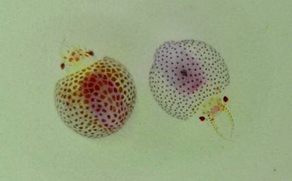 剛孵化的小魷魚 剛孵化的小魷魚