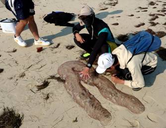 菱鰭魷卵塊 菱鰭魷卵塊