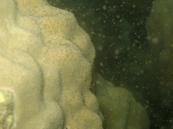 微孔珊瑚產卵 微孔珊瑚產卵