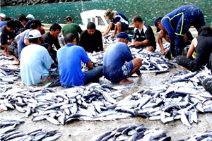 男人在灘頭刮魚鱗的情形 男人在灘頭刮魚鱗的情形