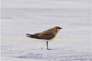 停棲在地面的燕鴴(拍攝:黃世彬約聘研究員) 停棲在地面的燕鴴(拍攝:黃世彬約聘研究員)