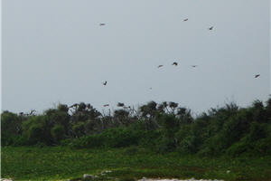 東沙島成群飛翔的灰面鷲(拍攝:邱怡詮技士) 東沙島成群飛翔的灰面鷲(拍攝:邱怡詮技士)
