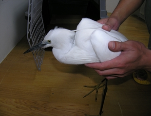 圖說1:拾獲的小白鷺傷鳥(海管處提供) 圖說1:拾獲的小白鷺傷鳥(海管處提供)