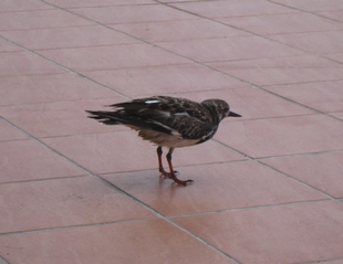 圖說3:落難的翻石鷸經救護照養後,復原並成功野放(海管處提供) 圖說3:落難的翻石鷸經救護照養後,復原並成功野放(海管處提供)