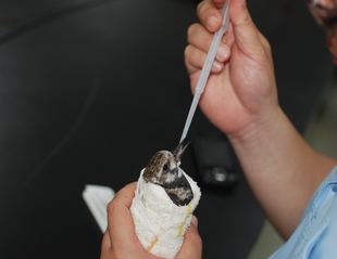 圖說2:保育人員為拾獲的翻石鷸補充水份(海管處提供)。 圖說2:保育人員為拾獲的翻石鷸補充水份(海管處提供)。