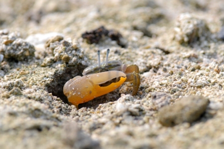 圖說:東沙環礁國家公園發現的賈瑟琳招潮蟹,東沙管理站洪登富技士攝影。 圖說:東沙環礁國家公園發現的賈瑟琳招潮蟹,東沙管理站洪登富技士攝影。