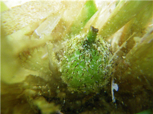 圖1:東沙島北岸泰來草的果實 圖1:東沙島北岸泰來草的果實