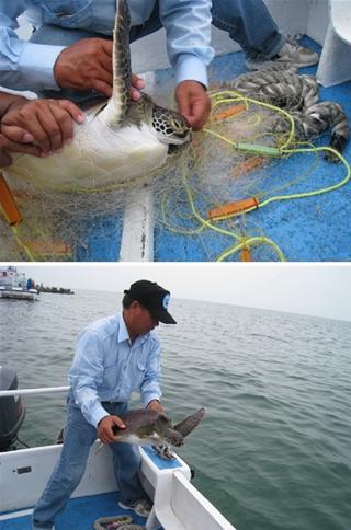 解開被漁網纏繞的綠蠵龜,現地野放重獲自由 解開被漁網纏繞的綠蠵龜,現地野放重獲自由