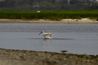 黑面琵鷺冬浴於東沙島潟湖(2010/11/19海洋國家公園管理處東沙管理站洪登富技士拍攝)。 黑面琵鷺冬浴於東沙島潟湖(2010/11/19海洋國家公園管理處東沙管理站洪登富技士拍攝)。