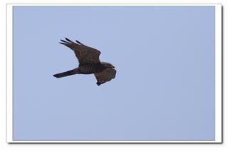 圖1:灰面鷲的英姿。圖片:灰面鷲英姿-高雄市野鳥協會鄭政卿提供 圖1:灰面鷲的英姿。圖片:灰面鷲英姿-高雄市野鳥協會鄭政卿提供