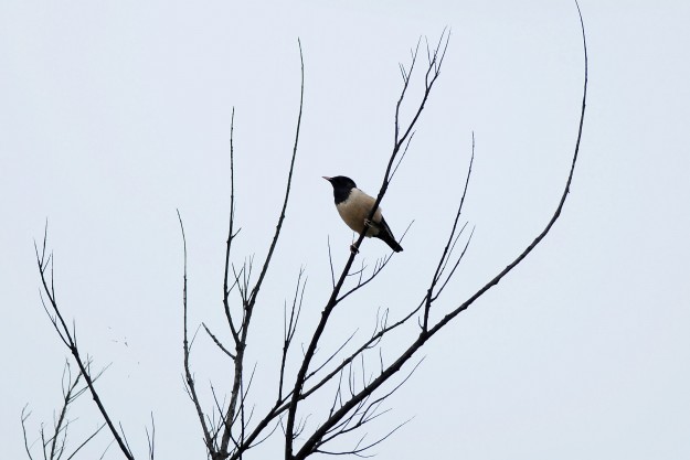 東沙環礁國家公園新增紀錄鳥種-粉紅椋鳥 東沙環礁國家公園新增紀錄鳥種-粉紅椋鳥