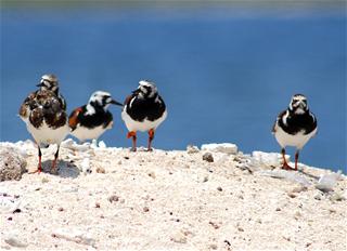 東沙島上繫足旗的翻石鷸,高雄市野鳥學會林昆海提供