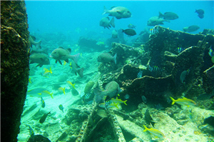 圖2:石鱸群 圖2:石鱸群