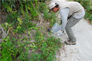 圖1:野放椰子蟹(海管處提供) 圖1:野放椰子蟹(海管處提供)