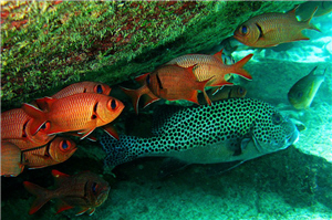 圖1:數量龐大的魚群 圖1:數量龐大的魚群