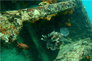 圖3:獅子魚 圖3:獅子魚